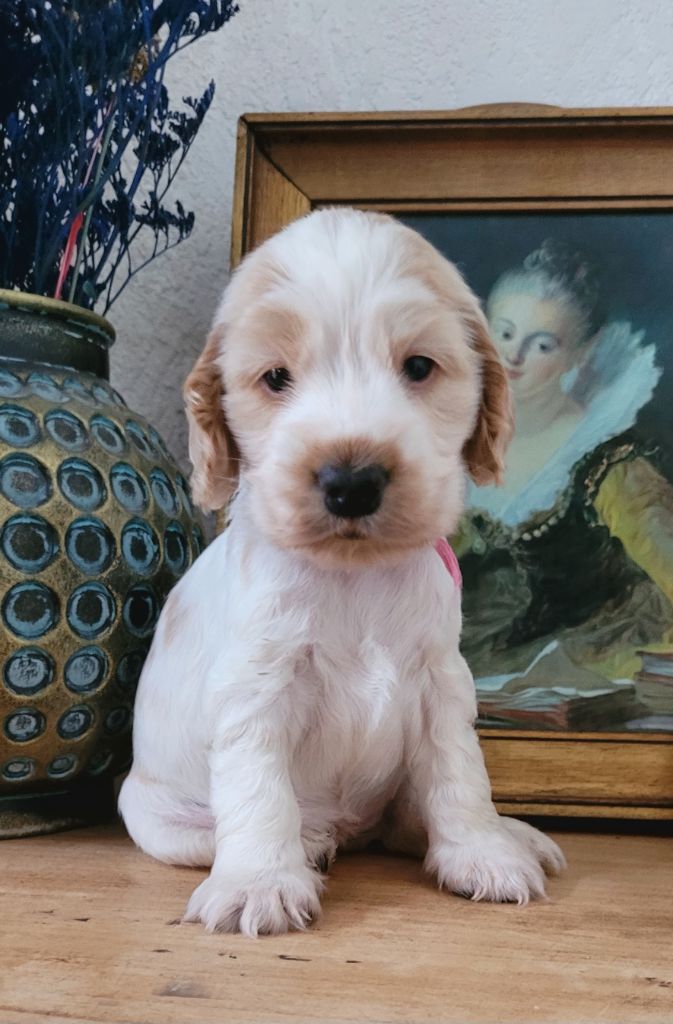 Des Merveilles D'orion - Chiot disponible  - Cocker Spaniel Anglais