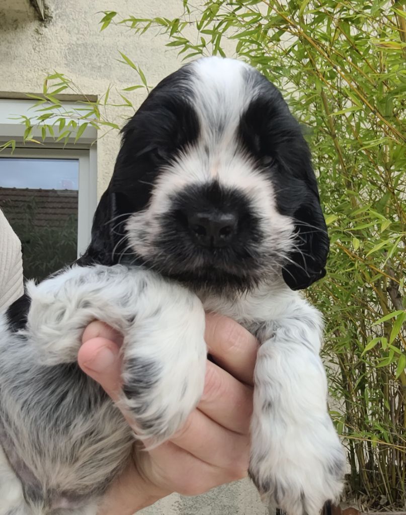 Des Merveilles D'orion - Chiot disponible  - Cocker Spaniel Anglais