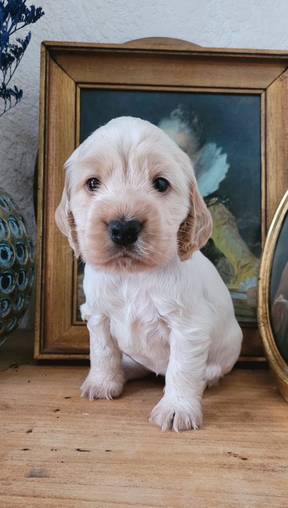 Des Merveilles D'orion - Chiot disponible  - Cocker Spaniel Anglais