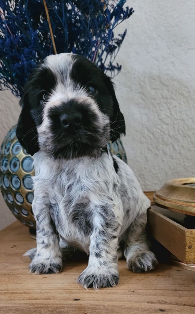 Des Merveilles D'orion - Chiot disponible  - Cocker Spaniel Anglais