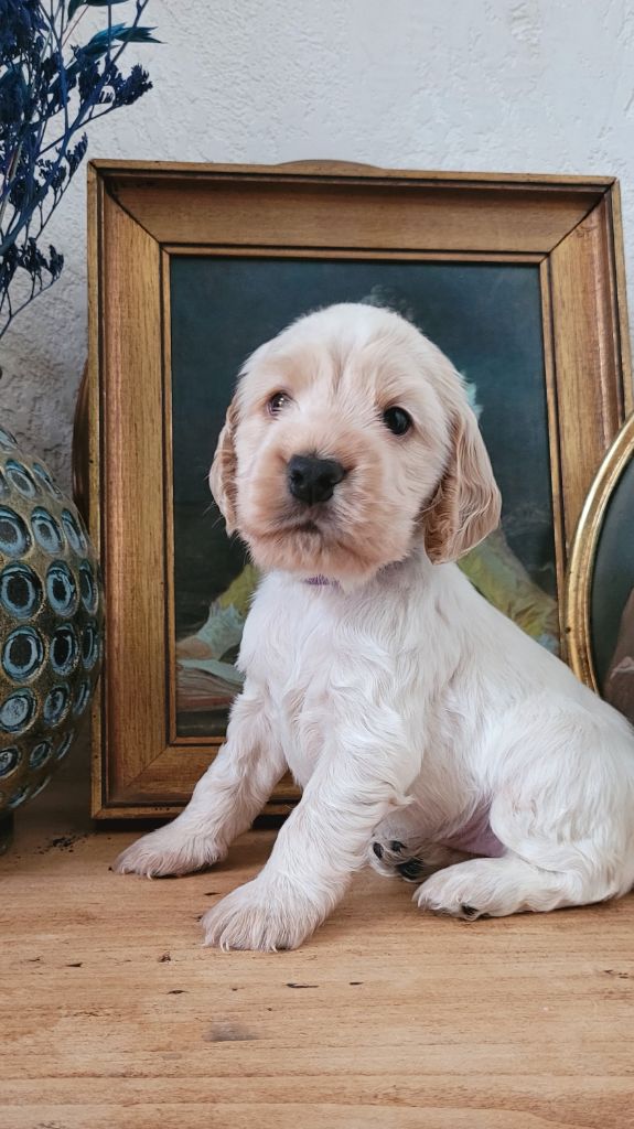 Des Merveilles D'orion - Chiot disponible  - Cocker Spaniel Anglais