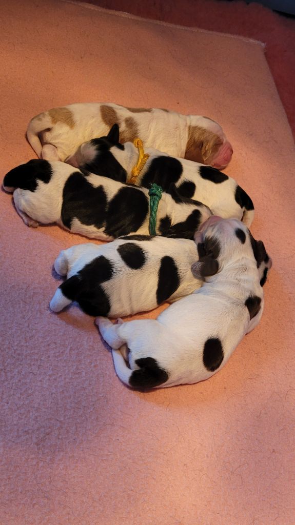 chiot Cocker Spaniel Anglais Des Merveilles D'orion