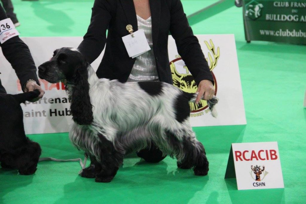 Hollywood Des Merveilles D'orion