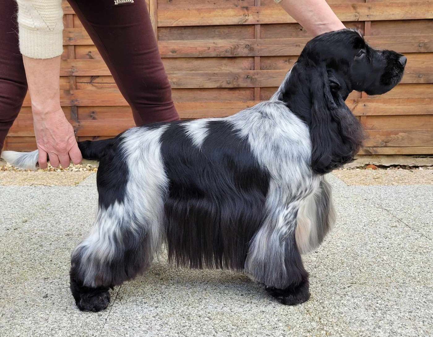 CH. black delja's Ardemonio (tom)