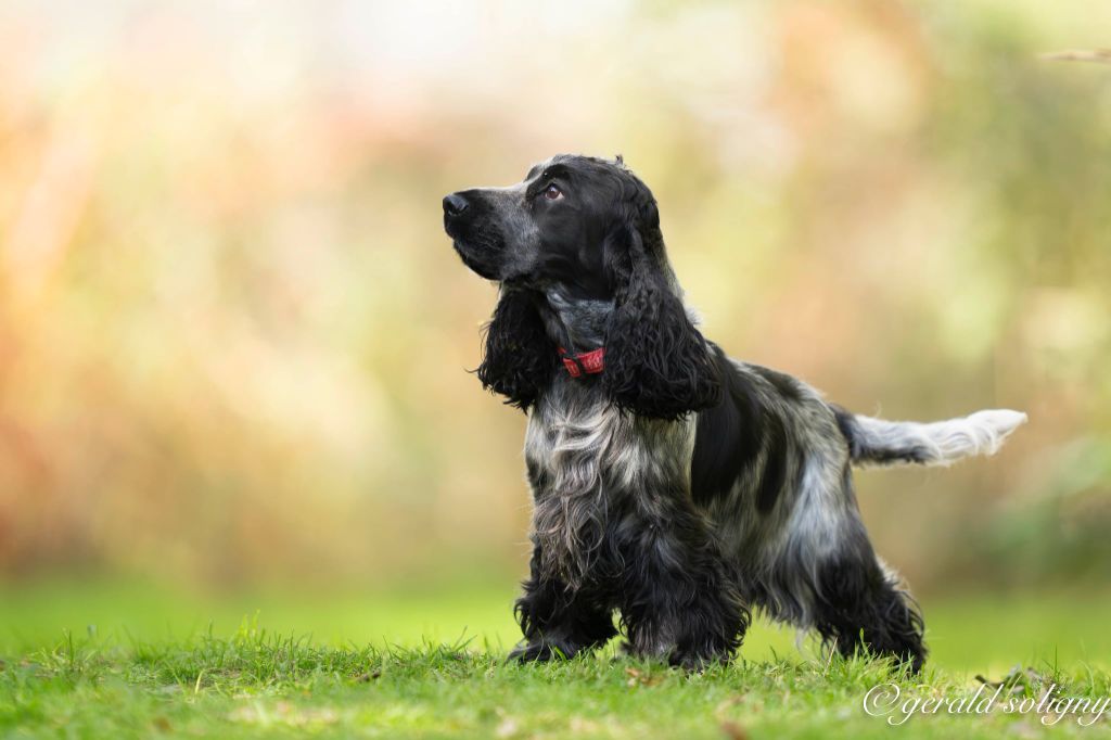 CH. Victoire lumière magique Des Merveilles D'orion