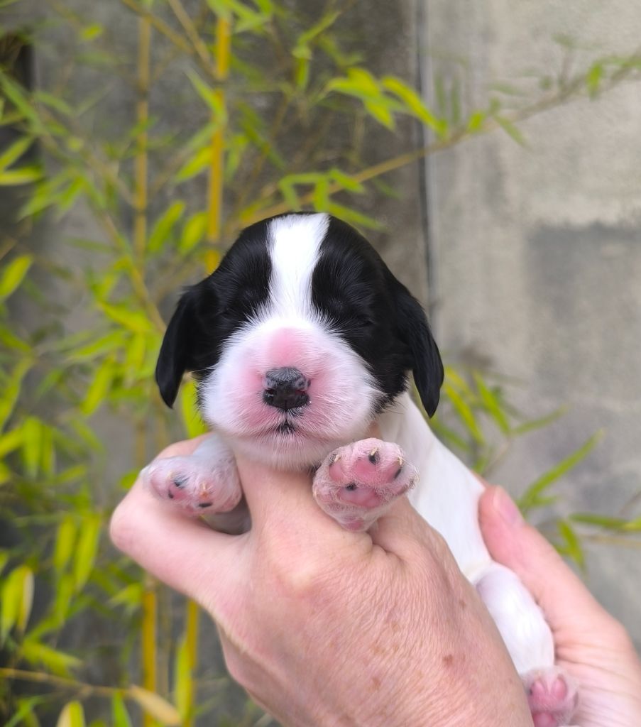 Des Merveilles D'orion - Chiots disponibles - Cocker Spaniel Anglais