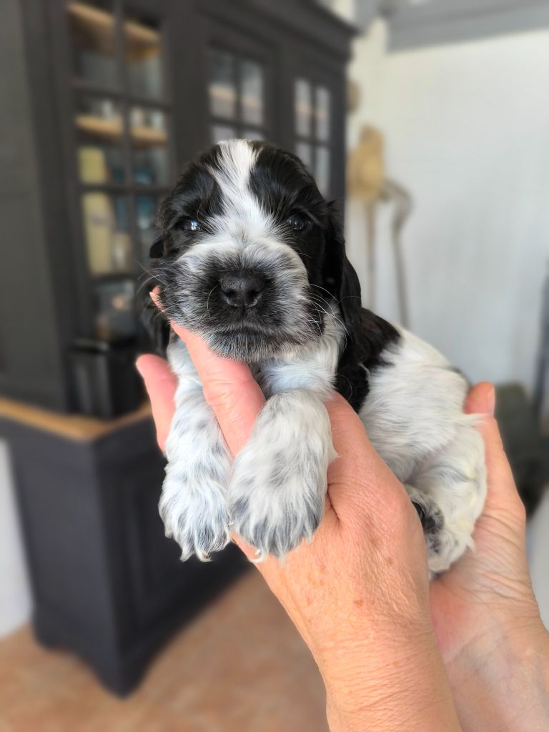 Des Merveilles D'orion - Chiots disponibles - Cocker Spaniel Anglais