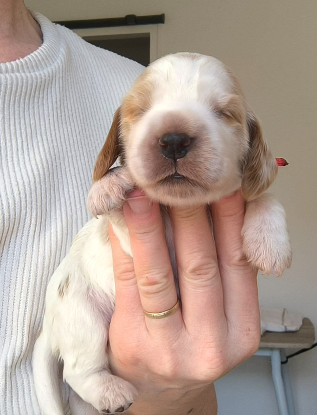 Des Merveilles D'orion - Chiots disponibles - Cocker Spaniel Anglais