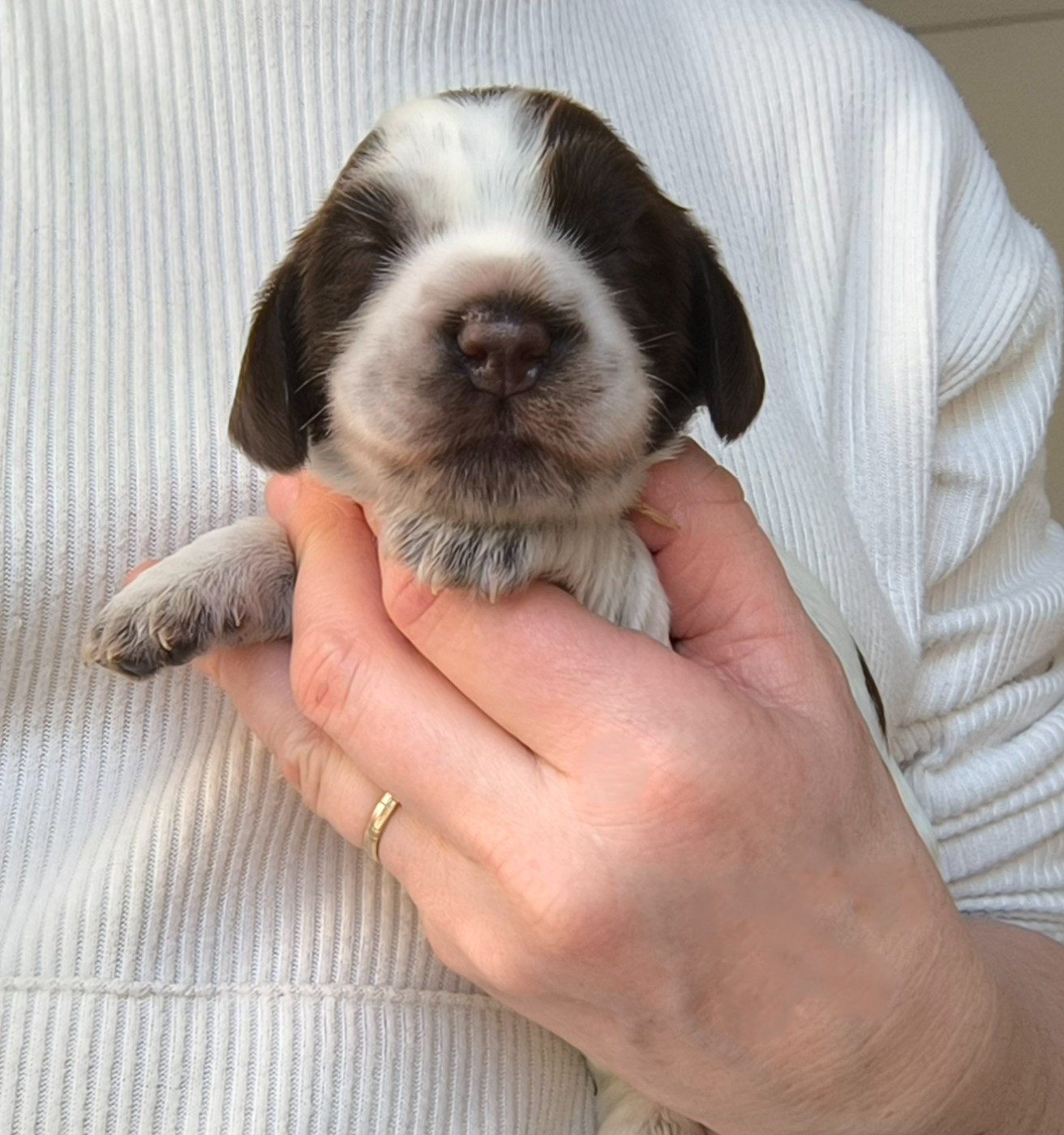 Des Merveilles D'orion - Chiots disponibles - Cocker Spaniel Anglais