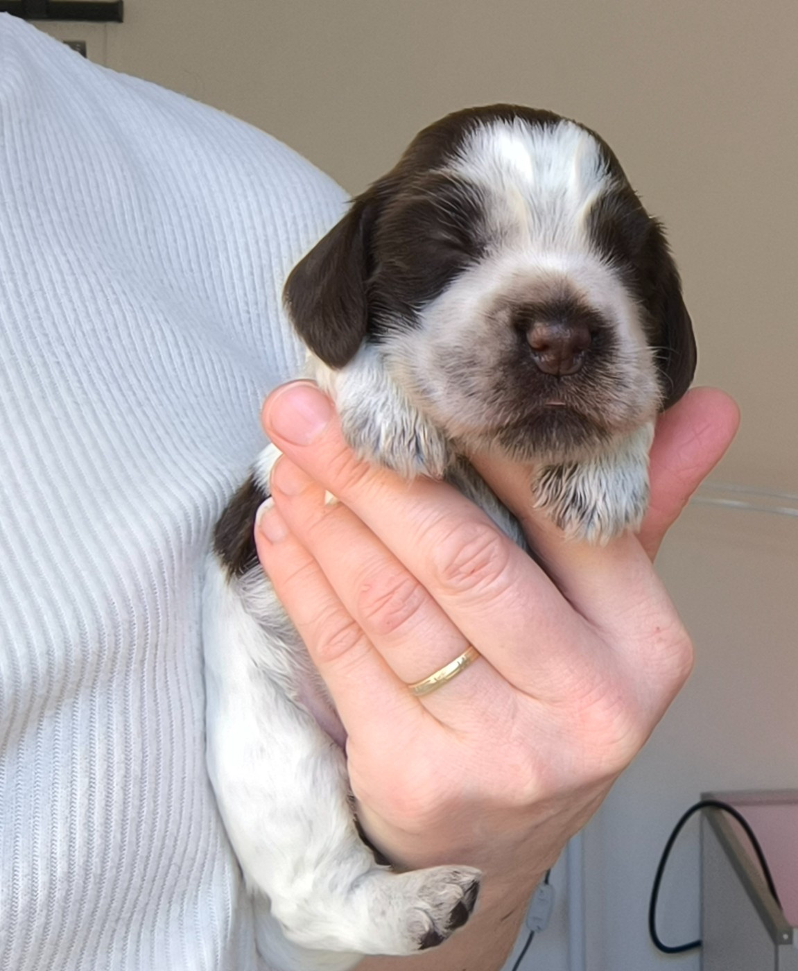 Des Merveilles D'orion - Chiots disponibles - Cocker Spaniel Anglais