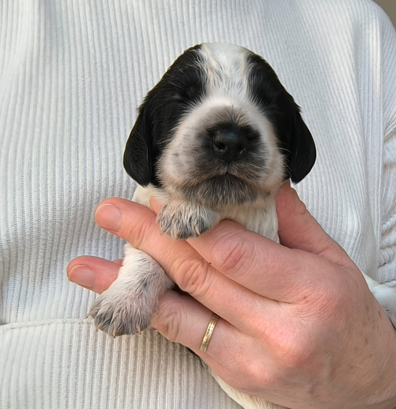 Des Merveilles D'orion - Chiots disponibles - Cocker Spaniel Anglais