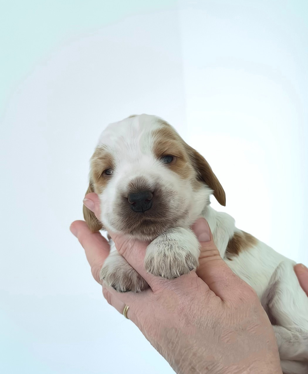 Des Merveilles D'orion - Chiots disponibles - Cocker Spaniel Anglais