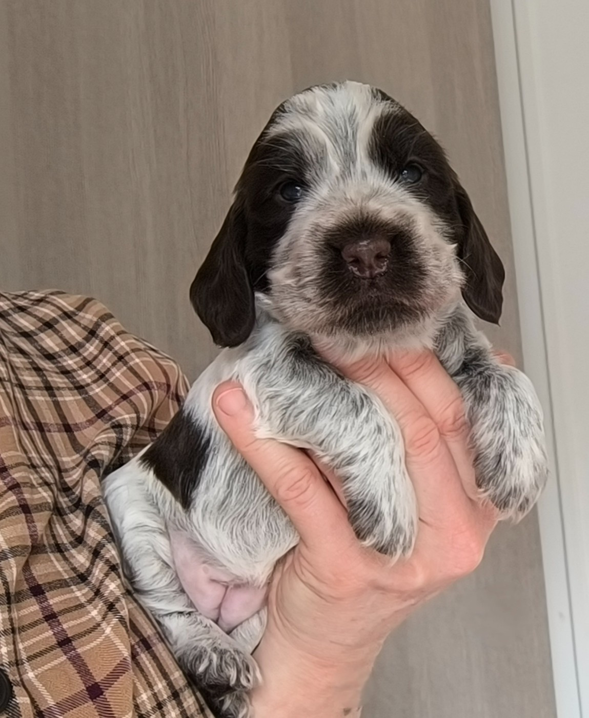 Des Merveilles D'orion - Chiots disponibles - Cocker Spaniel Anglais