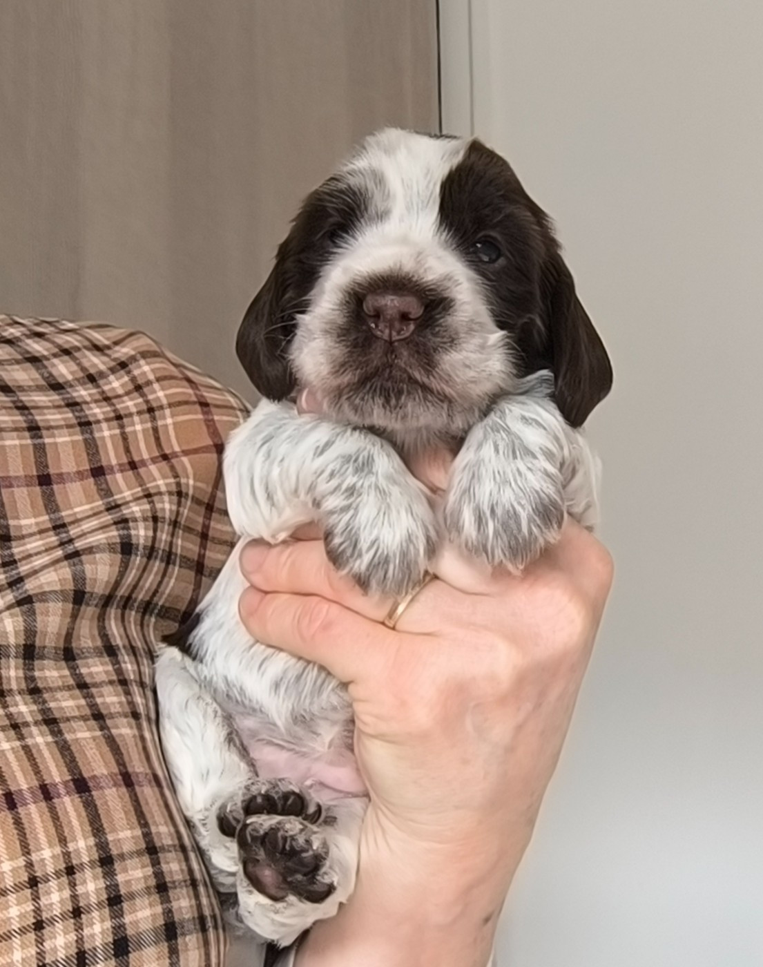 Des Merveilles D'orion - Chiots disponibles - Cocker Spaniel Anglais
