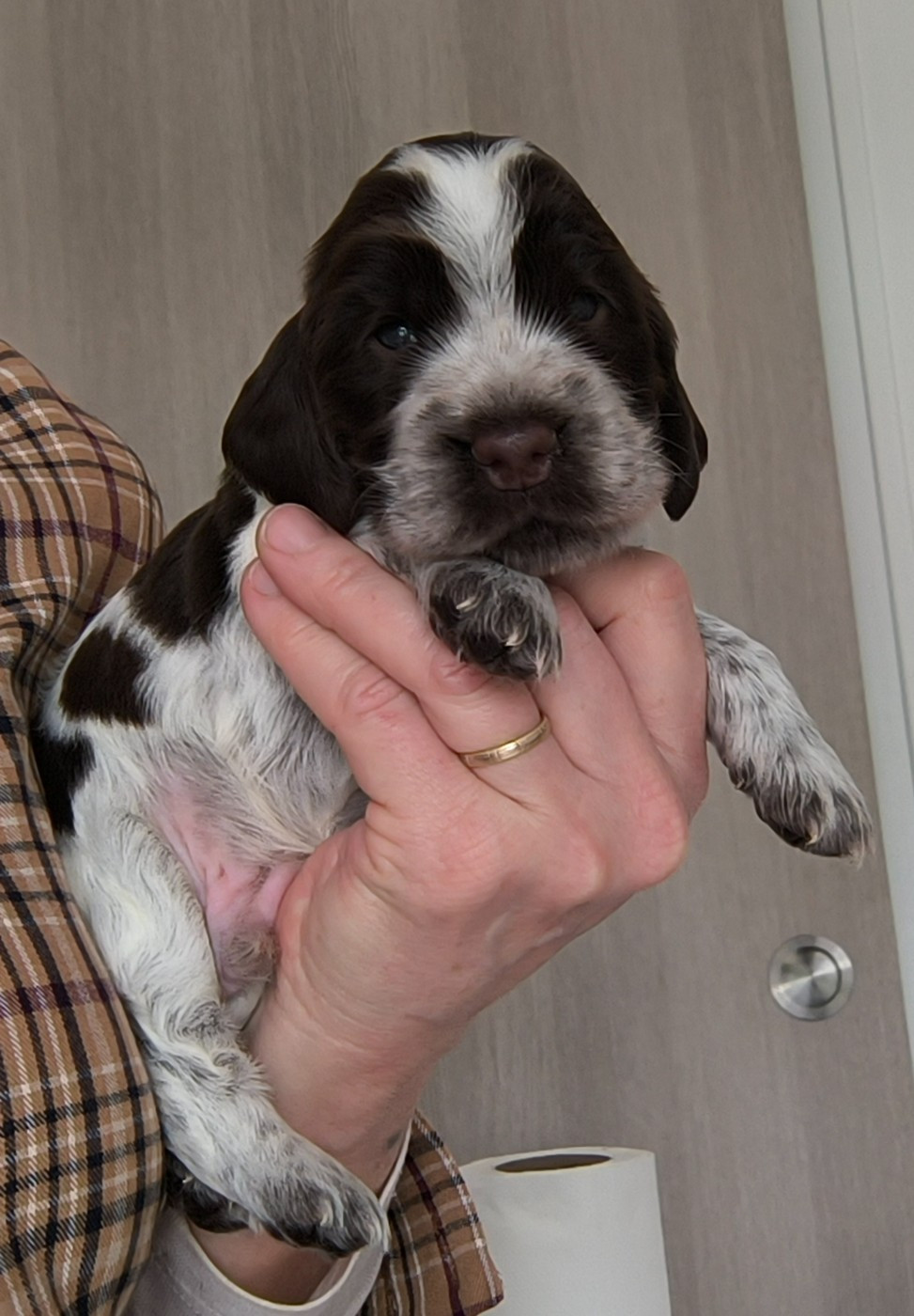Des Merveilles D'orion - Chiots disponibles - Cocker Spaniel Anglais