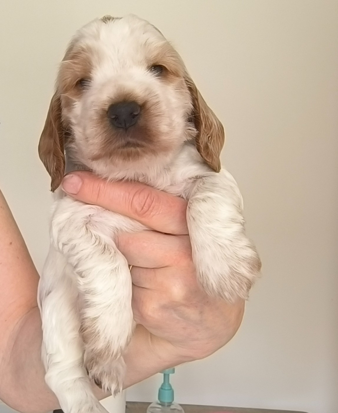 Des Merveilles D'orion - Chiots disponibles - Cocker Spaniel Anglais