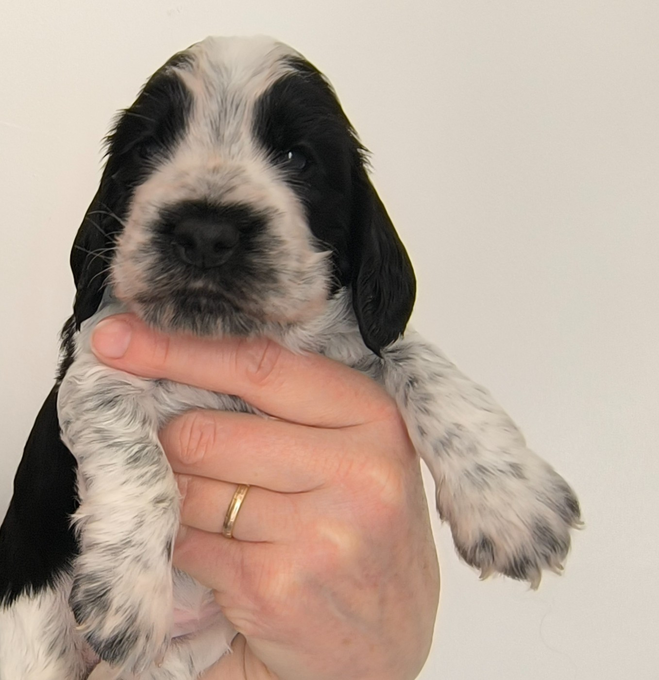 Des Merveilles D'orion - Chiots disponibles - Cocker Spaniel Anglais