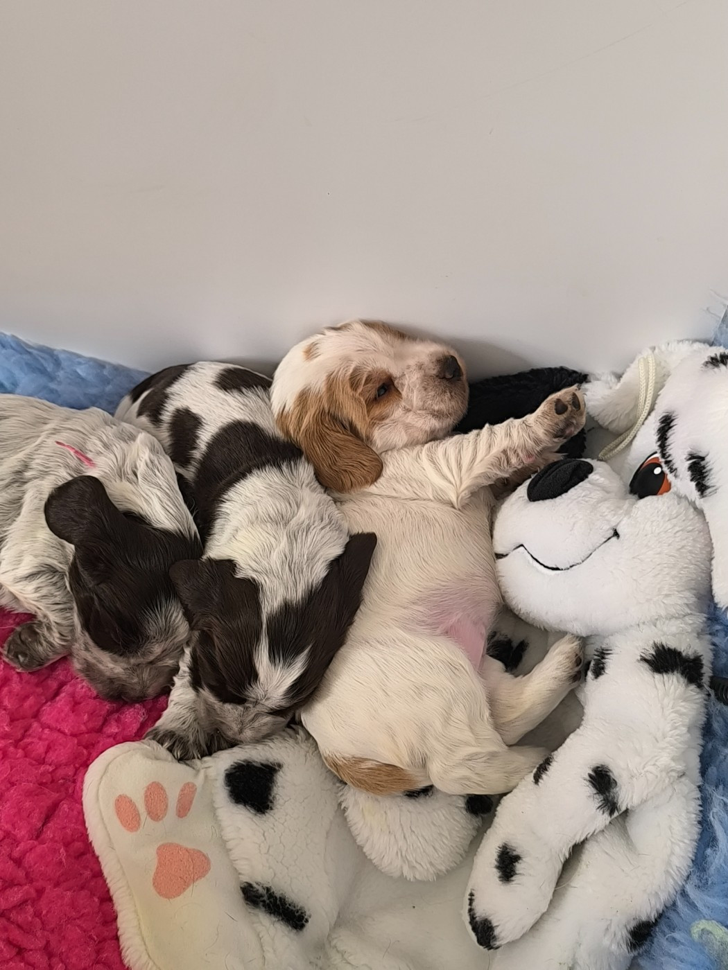 Chiot Cocker Spaniel Anglais Des Merveilles D'orion