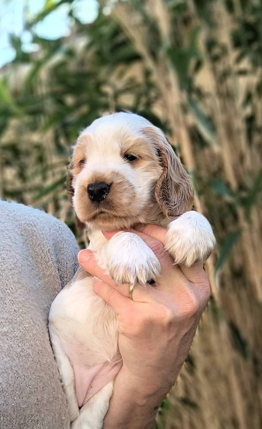 Des Merveilles D'orion - Chiots disponibles - Cocker Spaniel Anglais