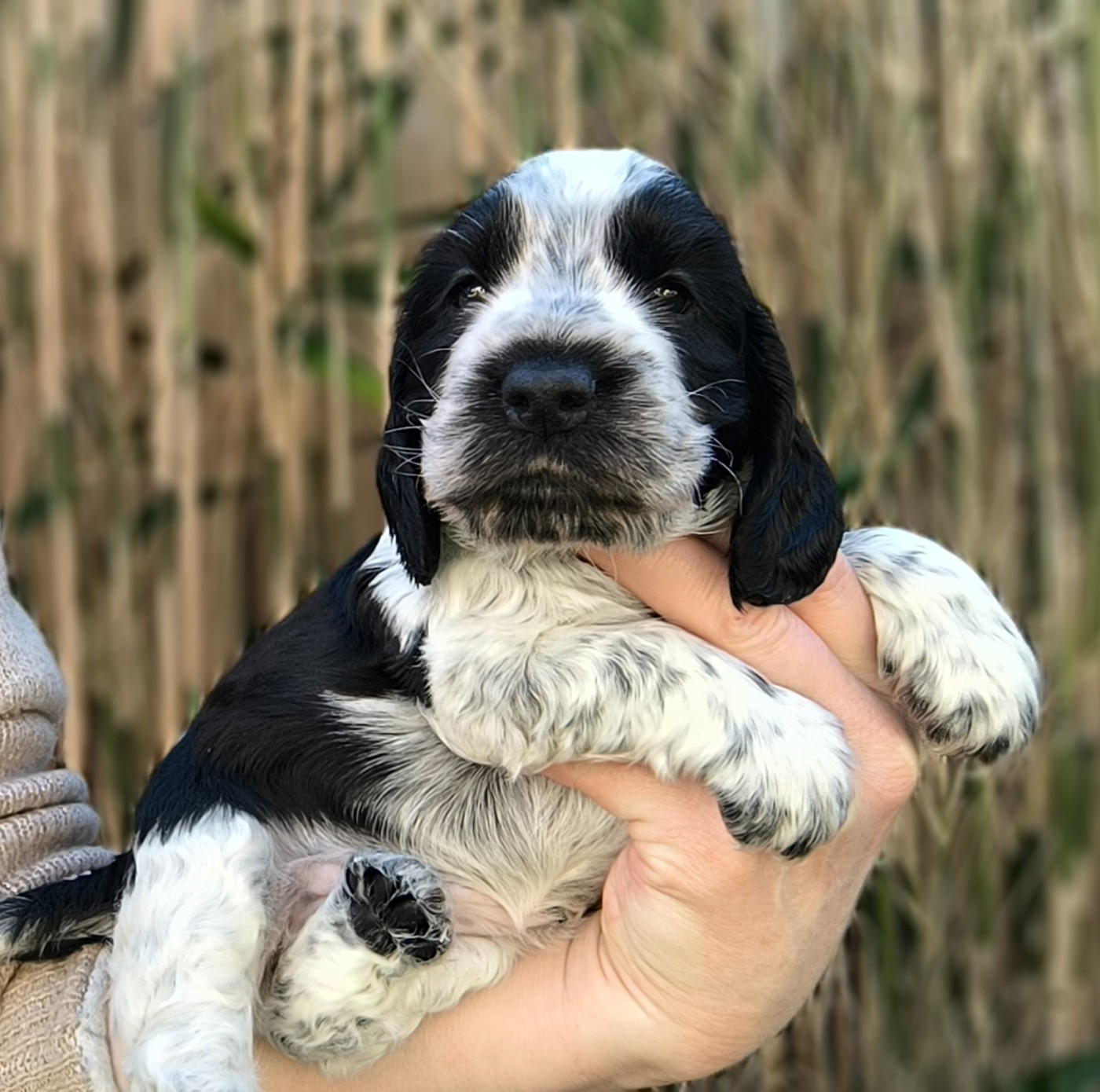 Des Merveilles D'orion - Chiots disponibles - Cocker Spaniel Anglais