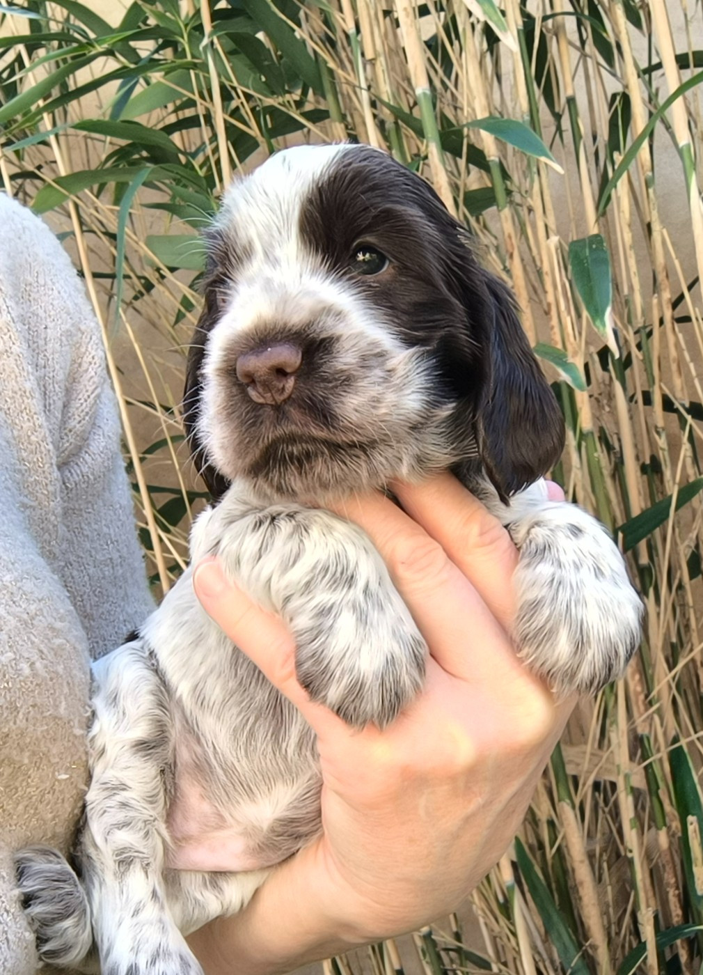 Des Merveilles D'orion - Chiots disponibles - Cocker Spaniel Anglais