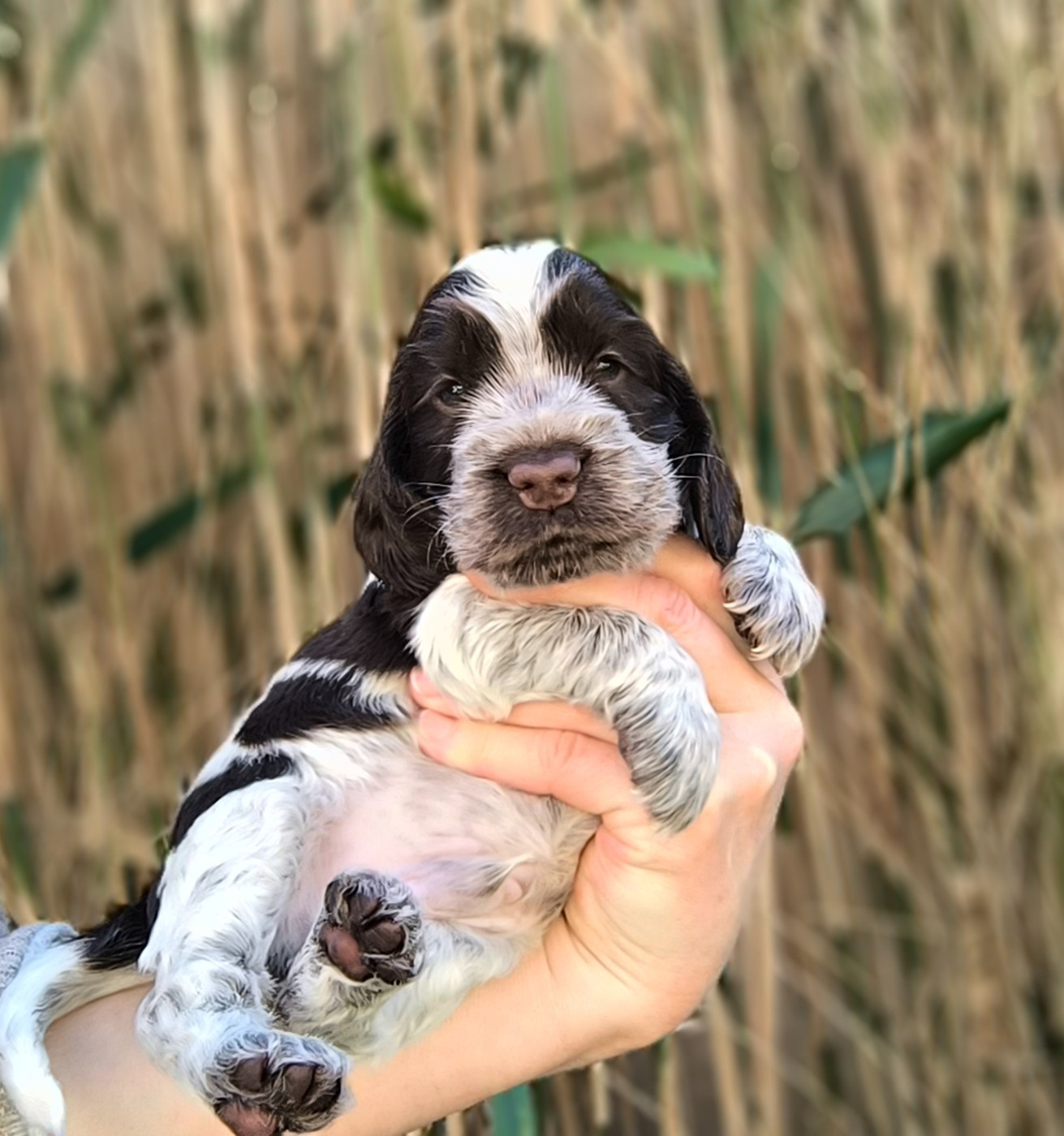Des Merveilles D'orion - Chiots disponibles - Cocker Spaniel Anglais