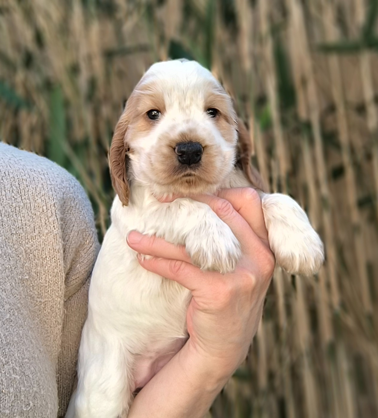 Des Merveilles D'orion - Chiots disponibles - Cocker Spaniel Anglais