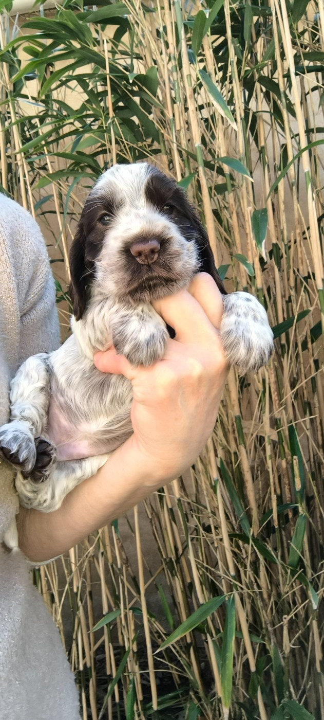 Des Merveilles D'orion - Chiots disponibles - Cocker Spaniel Anglais