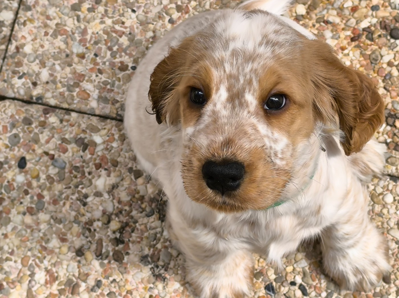 Des Merveilles D'orion - Chiots disponibles - Cocker Spaniel Anglais