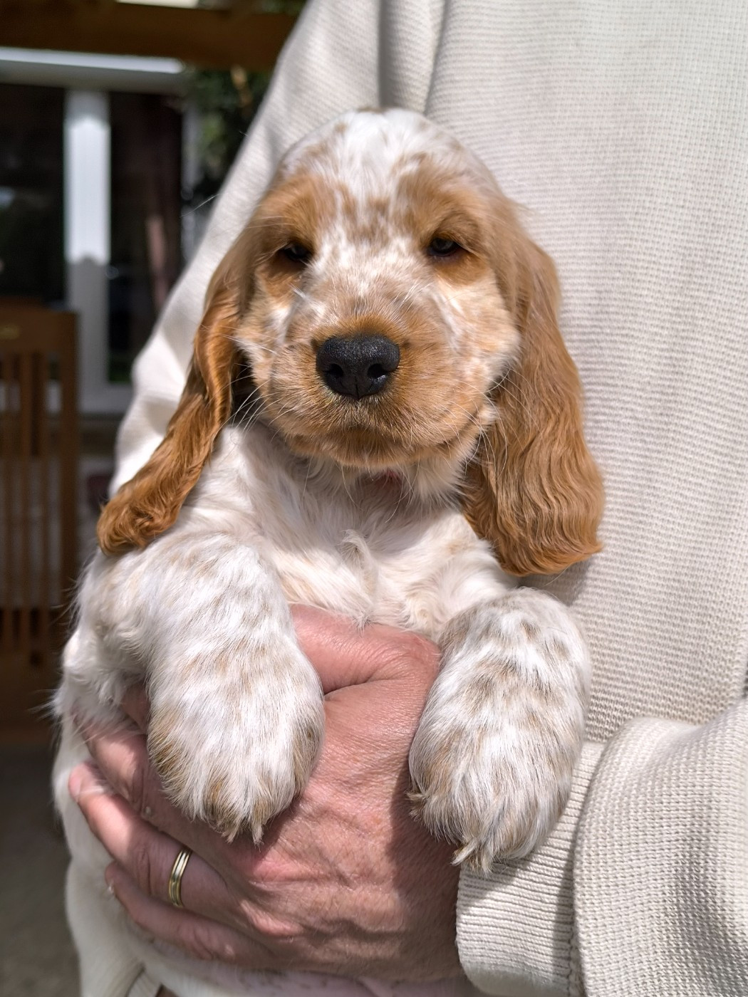 Des Merveilles D'orion - Chiots disponibles - Cocker Spaniel Anglais