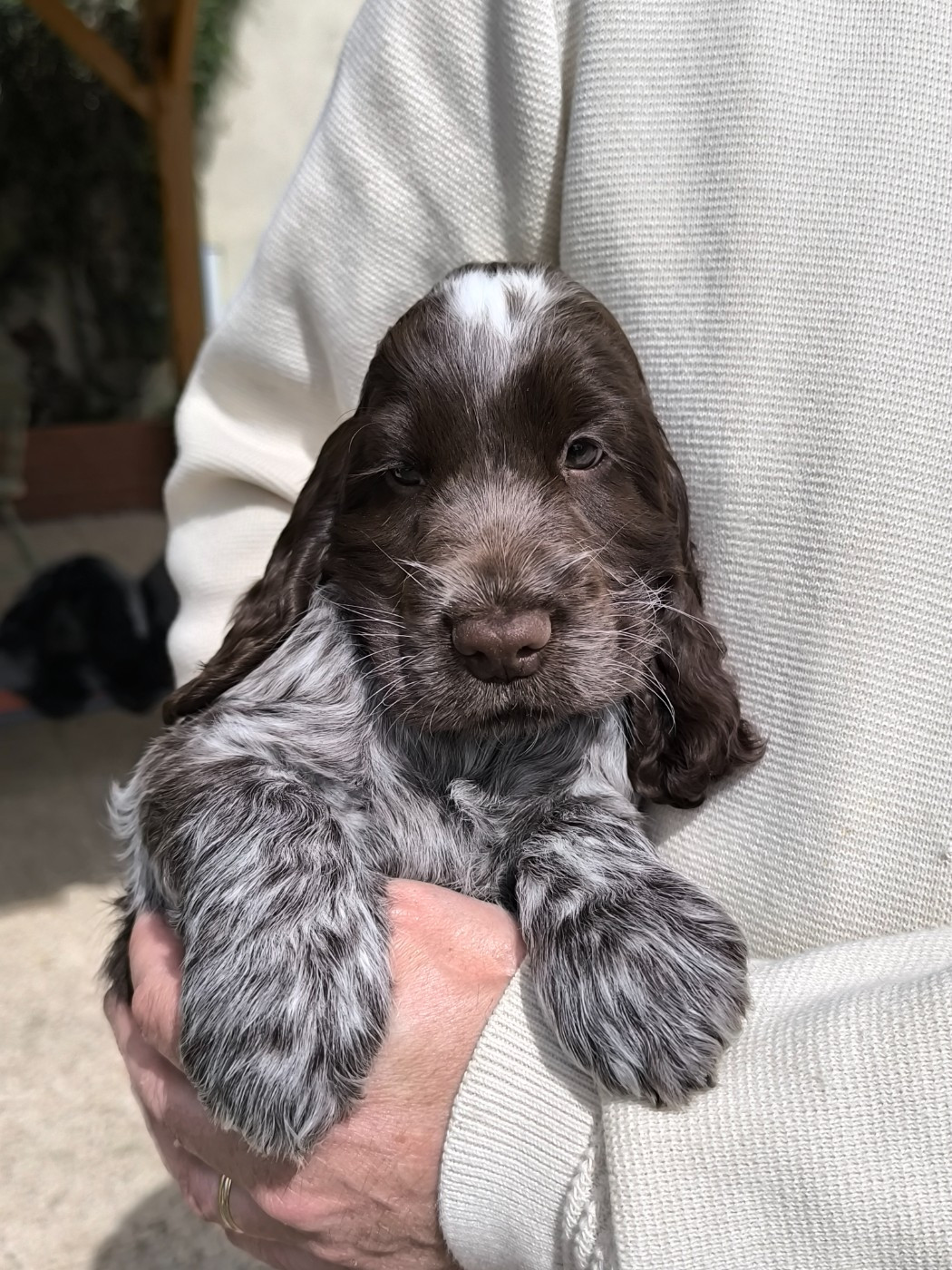 Des Merveilles D'orion - Chiots disponibles - Cocker Spaniel Anglais