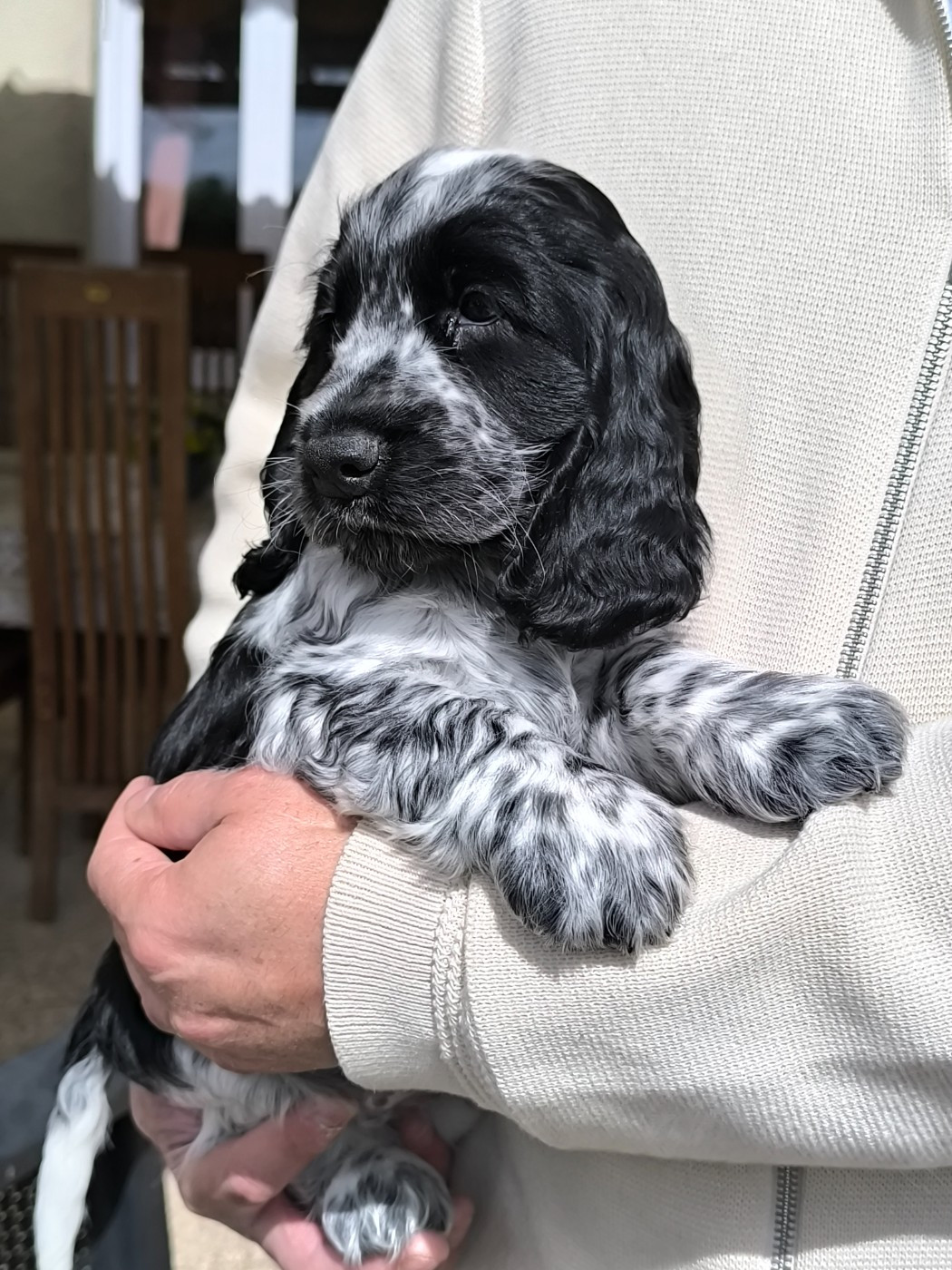 Des Merveilles D'orion - Chiots disponibles - Cocker Spaniel Anglais