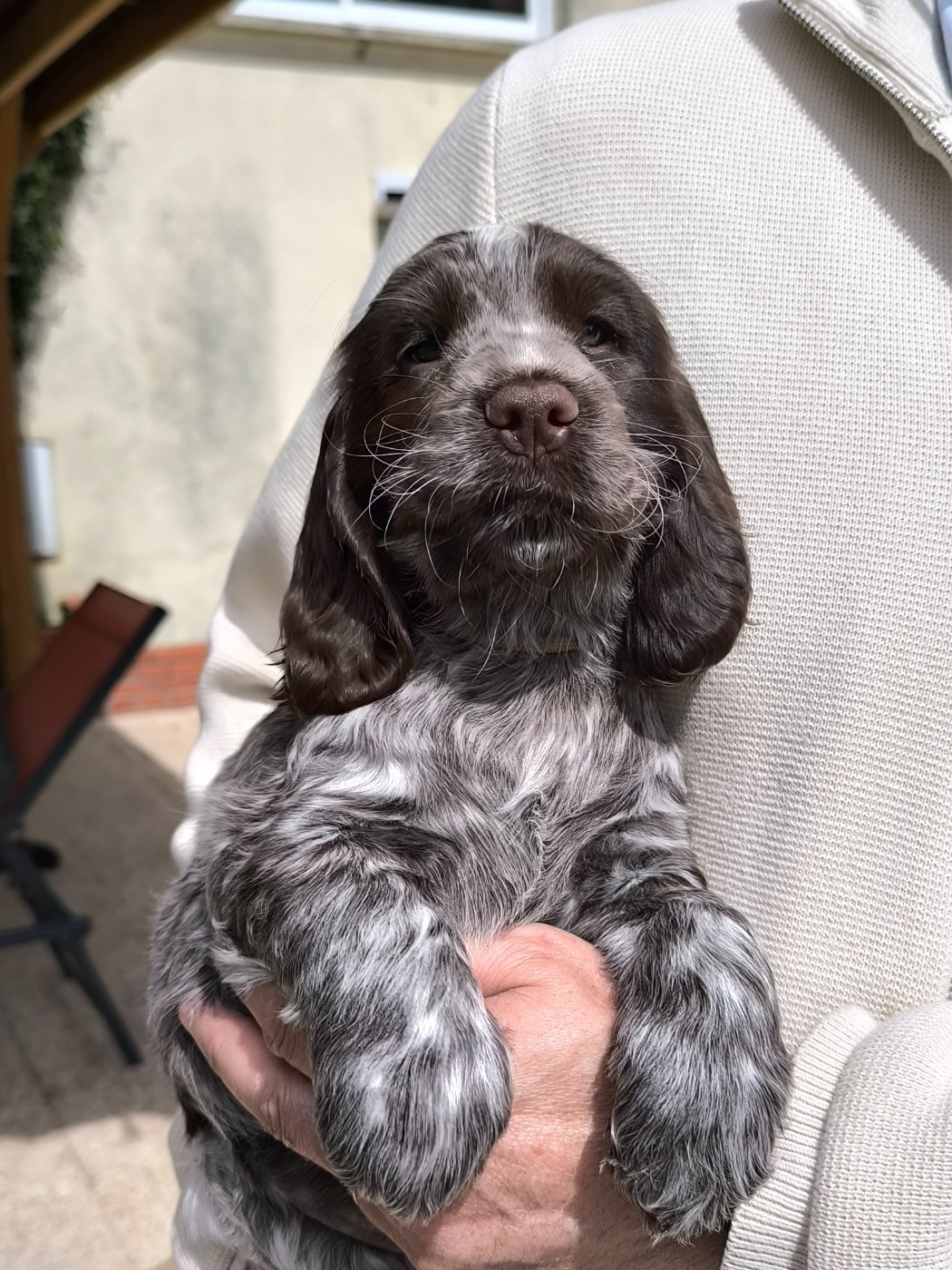 Des Merveilles D'orion - Chiots disponibles - Cocker Spaniel Anglais