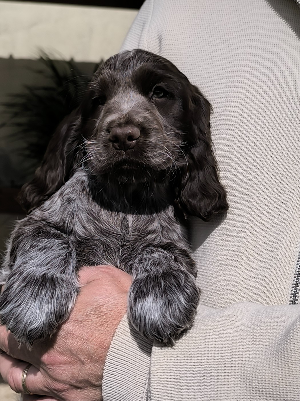Des Merveilles D'orion - Chiots disponibles - Cocker Spaniel Anglais