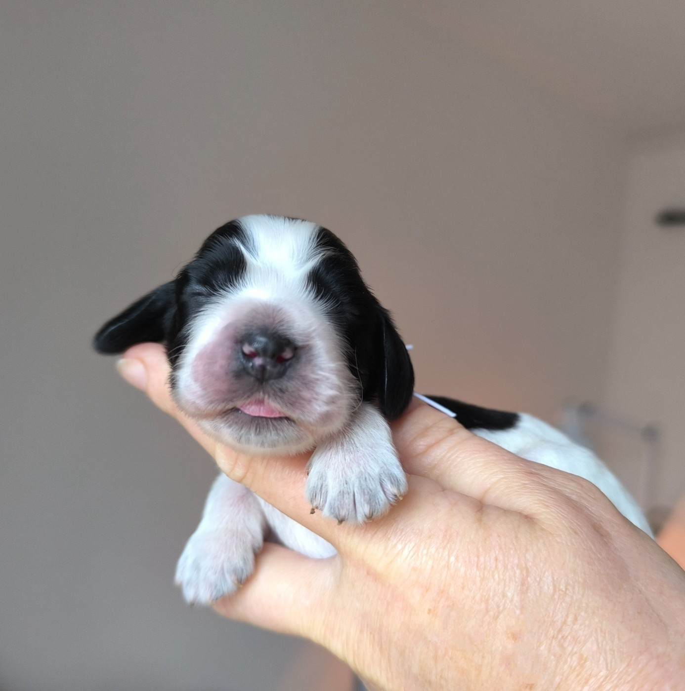 Des Merveilles D'orion - Chiots disponibles - Cocker Spaniel Anglais