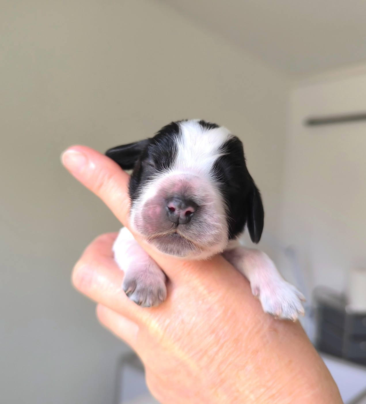 Des Merveilles D'orion - Chiots disponibles - Cocker Spaniel Anglais