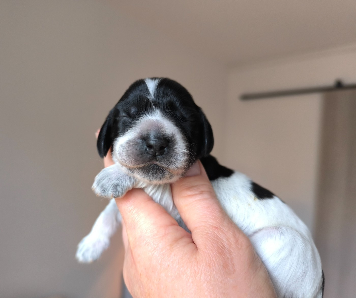 Des Merveilles D'orion - Chiots disponibles - Cocker Spaniel Anglais