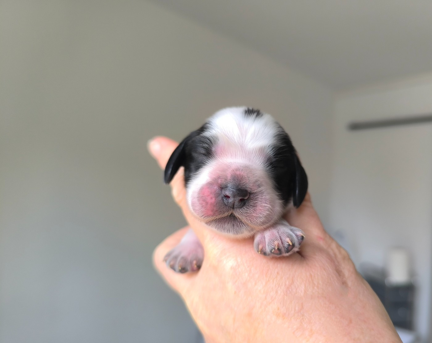 Des Merveilles D'orion - Chiots disponibles - Cocker Spaniel Anglais