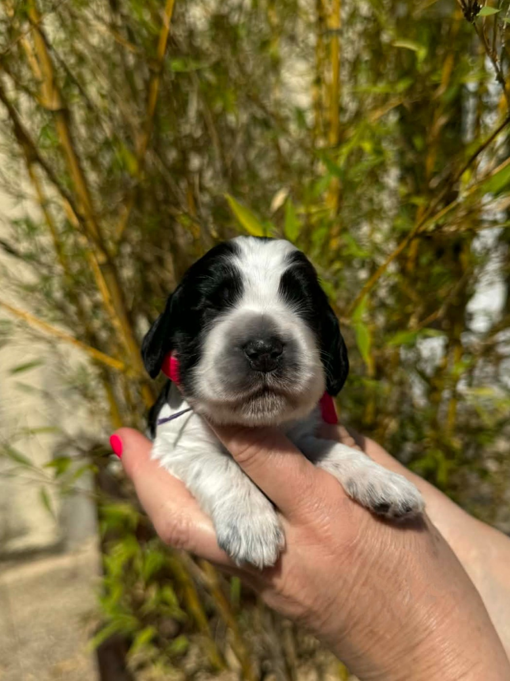 Des Merveilles D'orion - Chiots disponibles - Cocker Spaniel Anglais