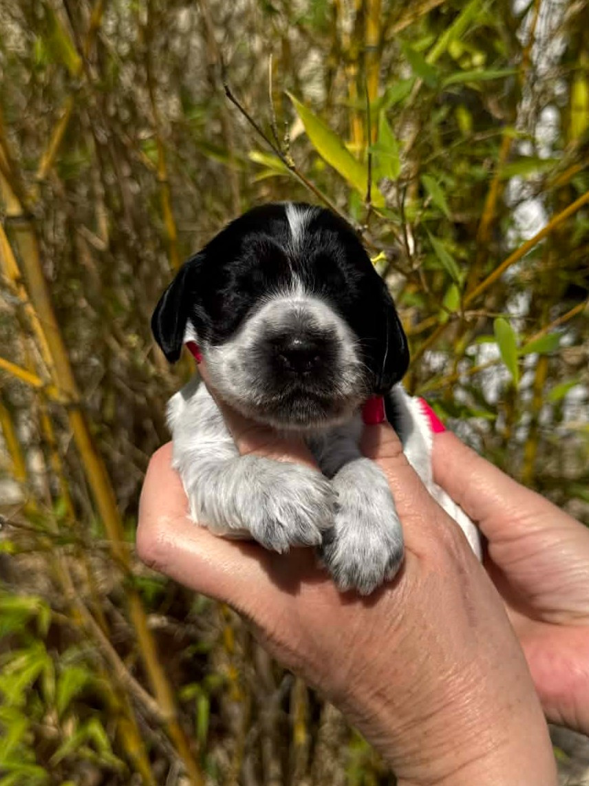 Des Merveilles D'orion - Chiots disponibles - Cocker Spaniel Anglais