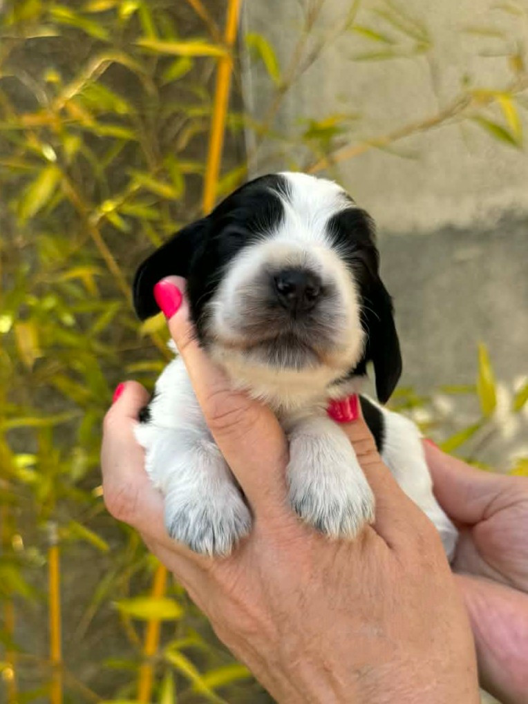 Des Merveilles D'orion - Chiots disponibles - Cocker Spaniel Anglais