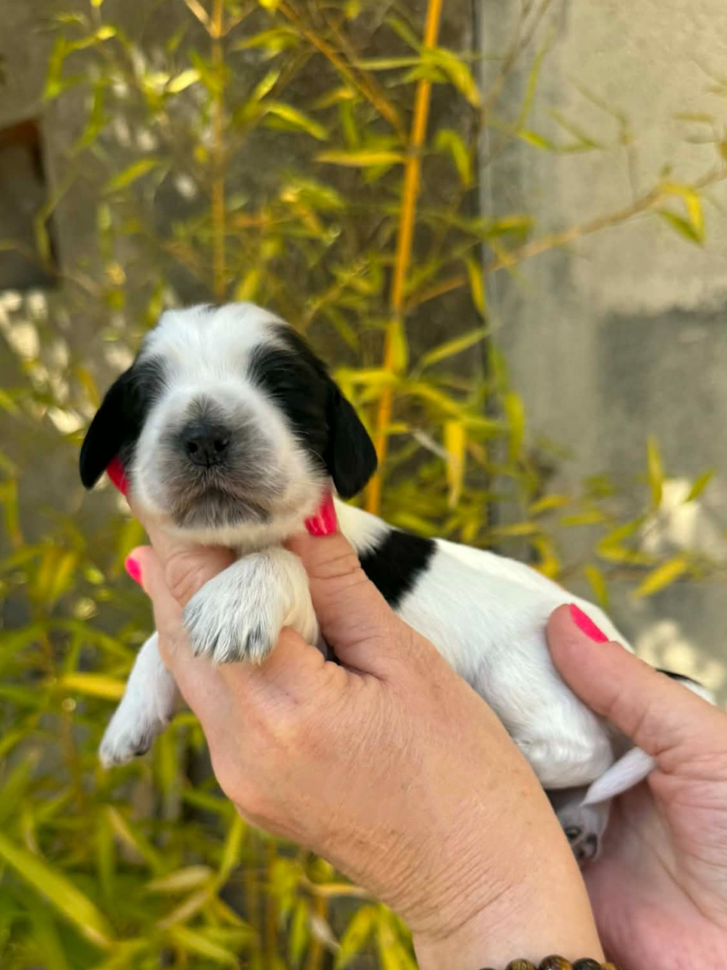 Des Merveilles D'orion - Chiots disponibles - Cocker Spaniel Anglais