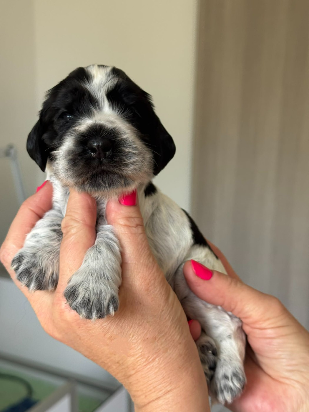 Des Merveilles D'orion - Chiots disponibles - Cocker Spaniel Anglais