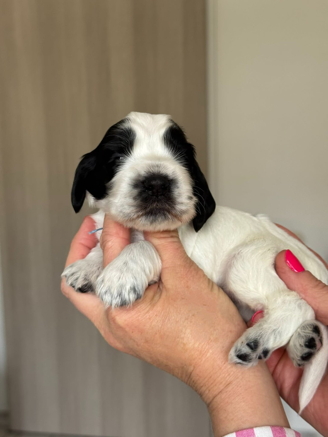 Des Merveilles D'orion - Chiots disponibles - Cocker Spaniel Anglais