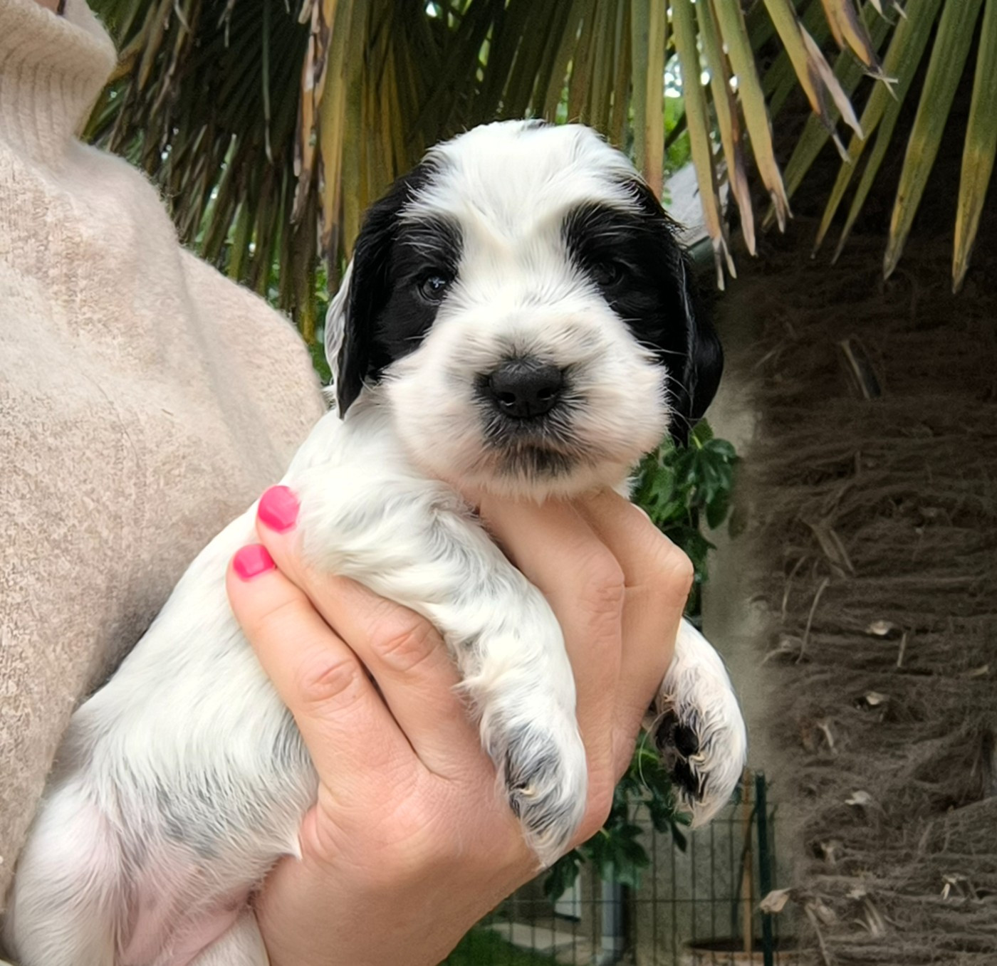 Des Merveilles D'orion - Chiots disponibles - Cocker Spaniel Anglais