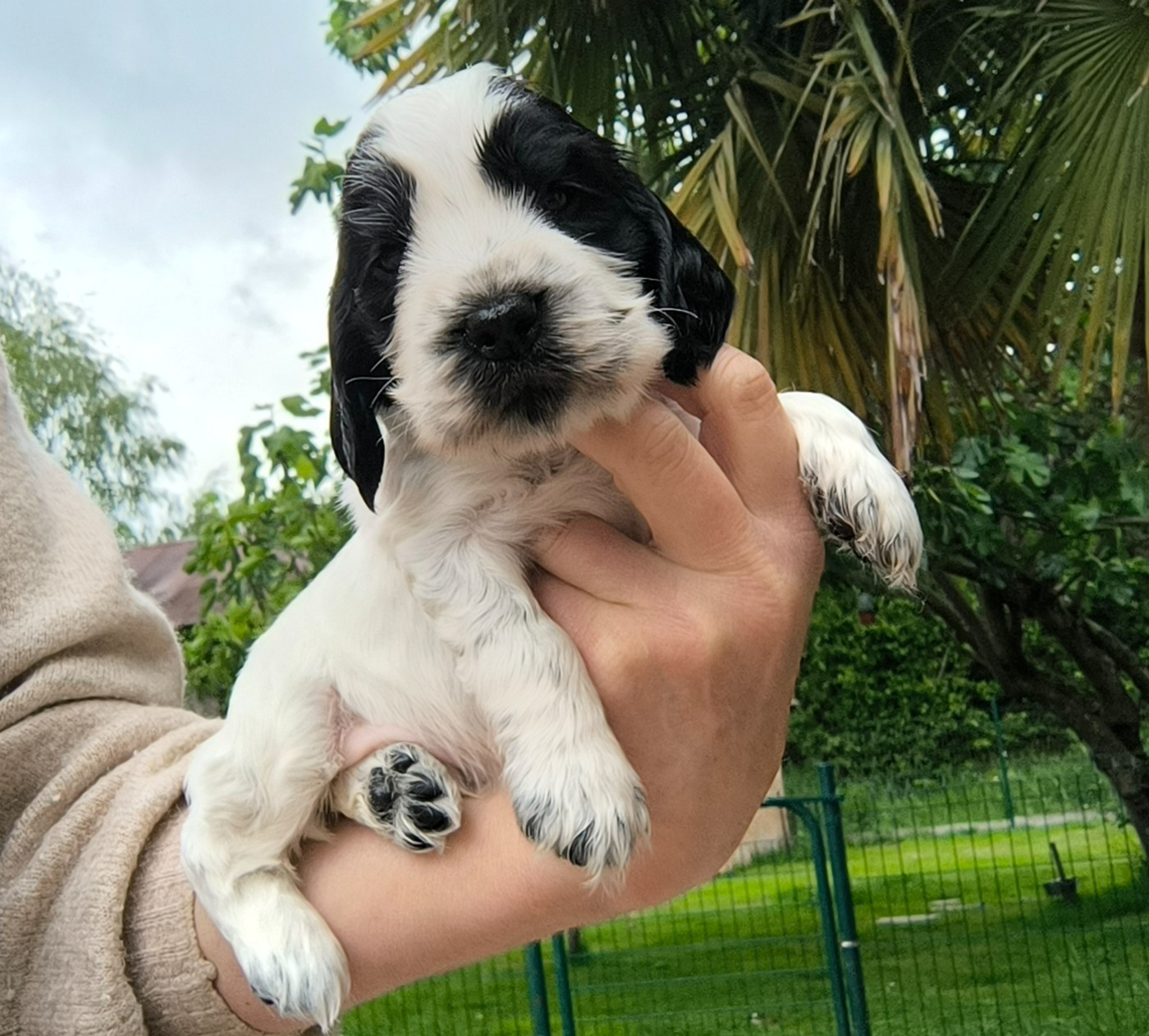 Des Merveilles D'orion - Chiots disponibles - Cocker Spaniel Anglais