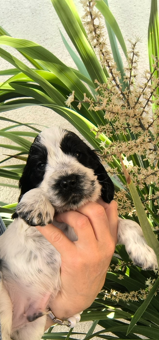 Des Merveilles D'orion - Chiots disponibles - Cocker Spaniel Anglais
