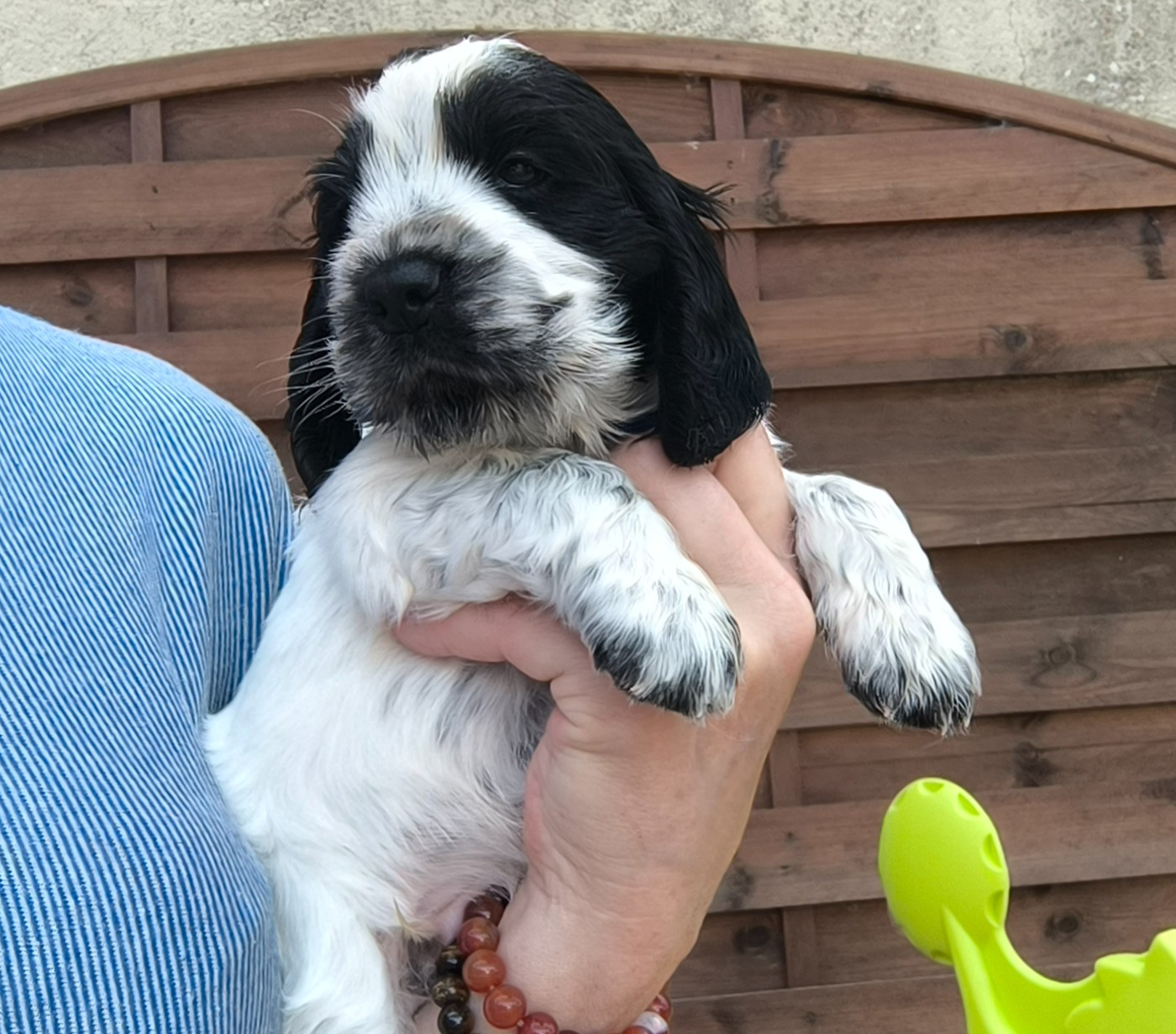 Des Merveilles D'orion - Chiots disponibles - Cocker Spaniel Anglais