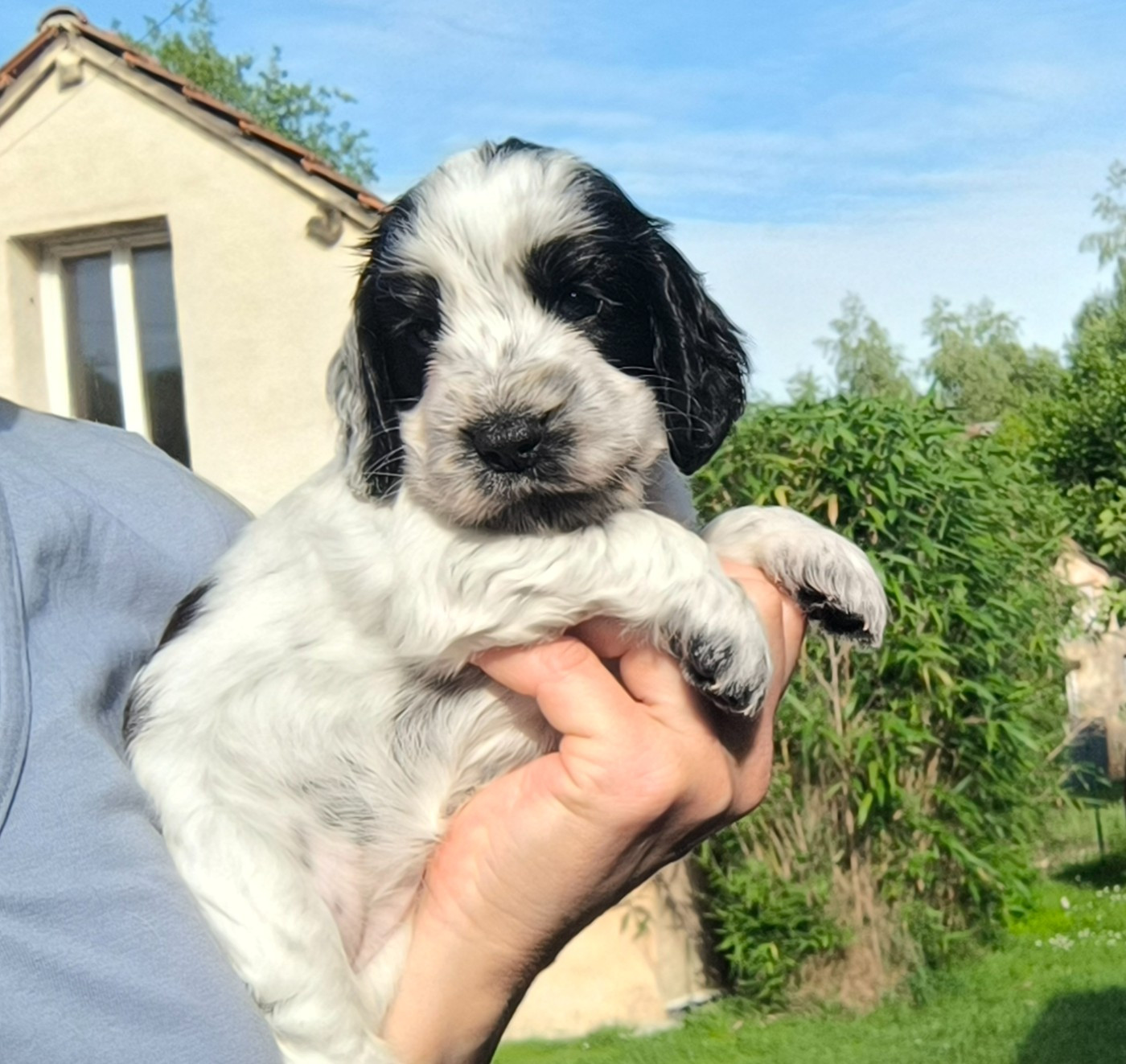 Des Merveilles D'orion - Chiots disponibles - Cocker Spaniel Anglais