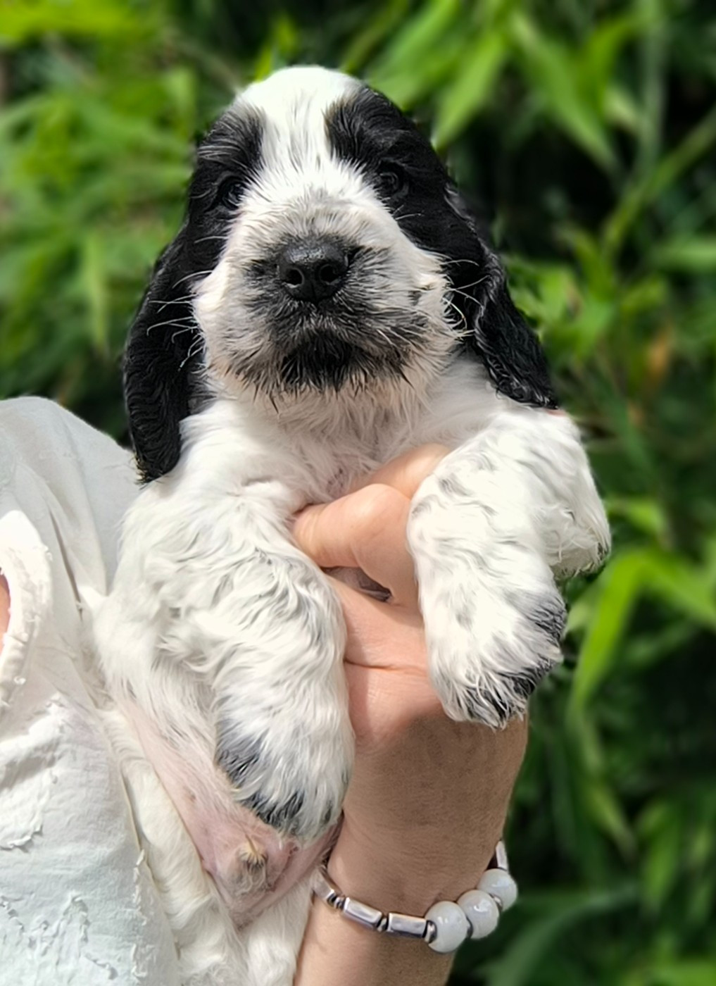 Des Merveilles D'orion - Chiots disponibles - Cocker Spaniel Anglais